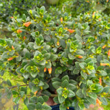 Goldfish Plant Live for Planting, Trailing Goldfish House Plant for Indoor Outdoor, Easy-Care Goldfish Live Plant, 4–7 Inches Tall, Vibrant Blooming Plant
