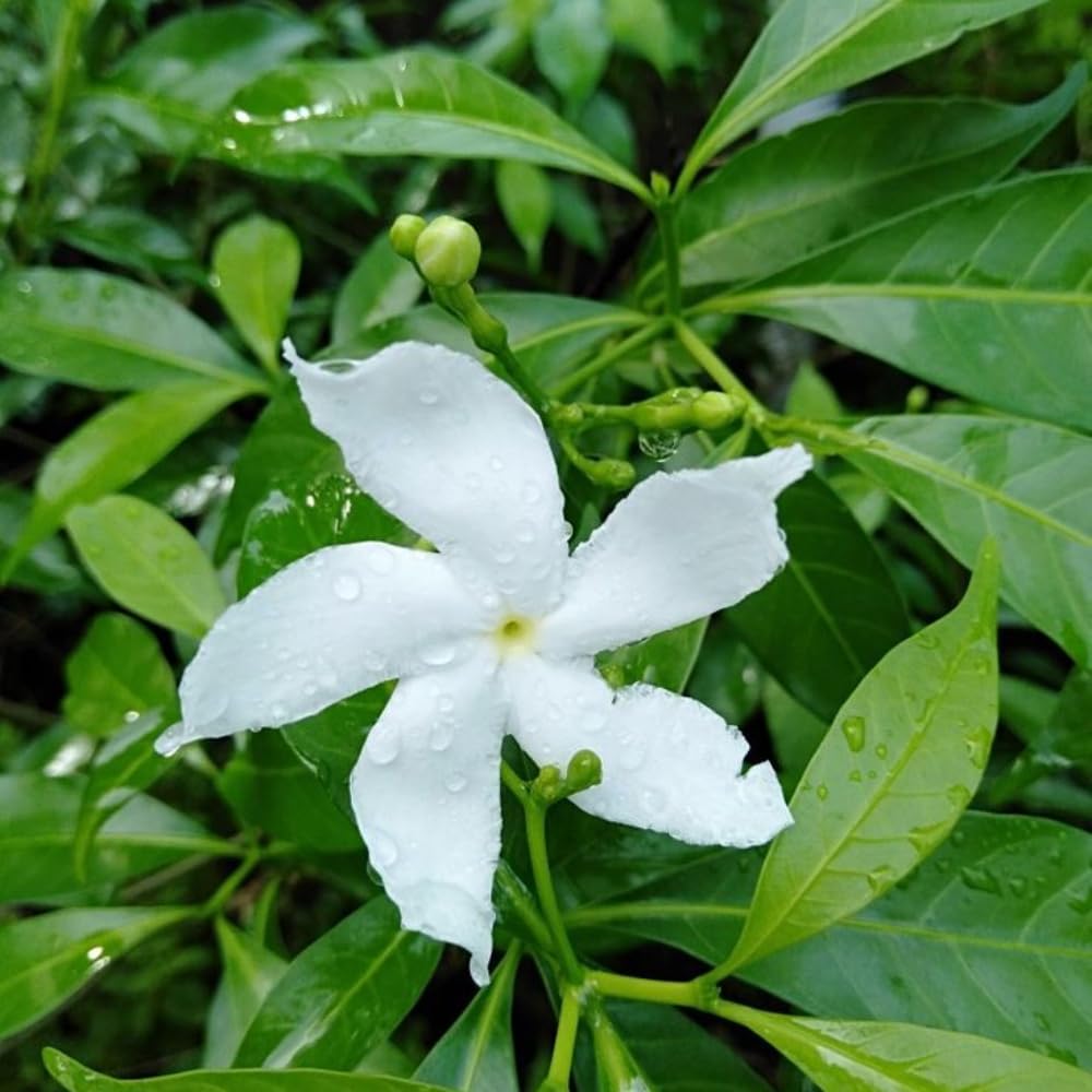 Crepe Jasmine Live Plant, Fragrant Climbing Jasmine Flowering Vine 8-14 Inch, Indoor Outddor Planting