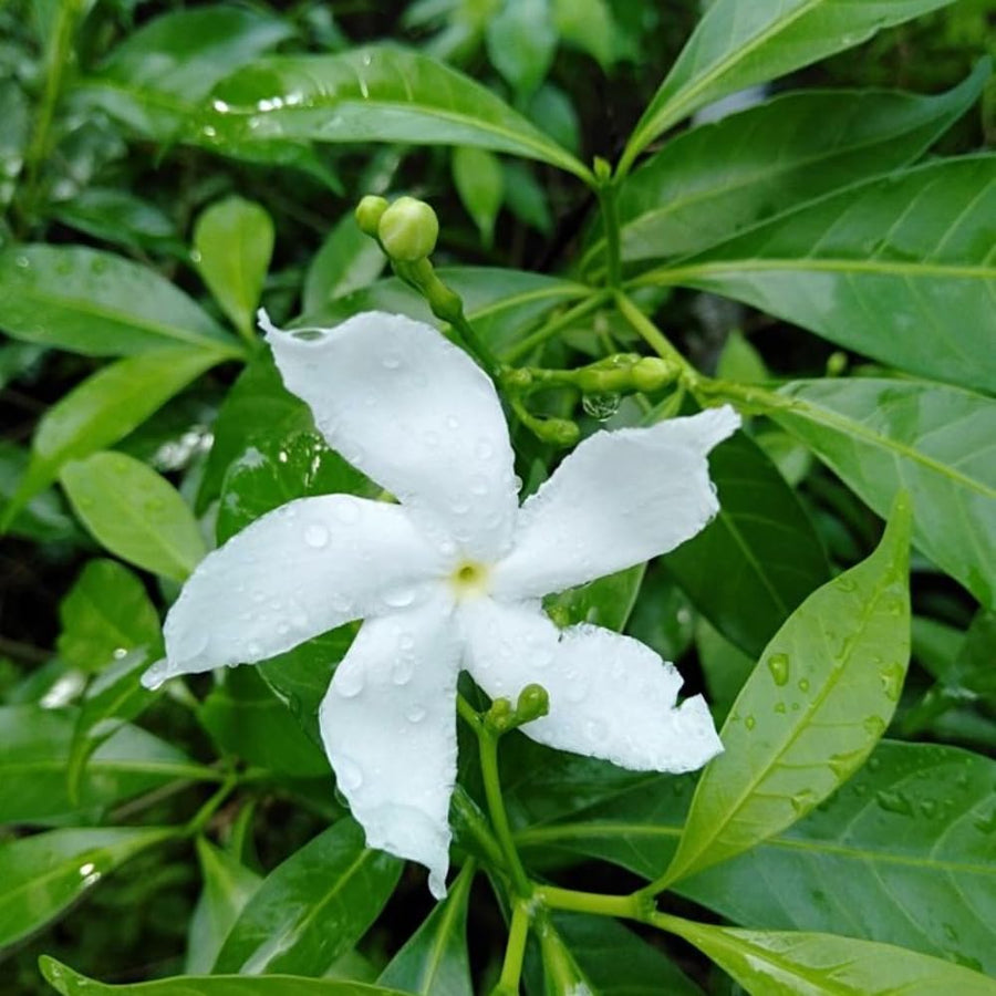 Crepe Jasmine Live Plant, Fragrant Climbing Jasmine Flowering Vine 8-14 Inch, Indoor Outddor Planting