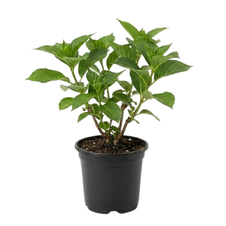 Green Hydrangea Live Plant, Quart Pot Hydrangea Plant - Change Bloom Colors, Perennial Hardy Blooming Shrub for Garden, Patio and Landscape