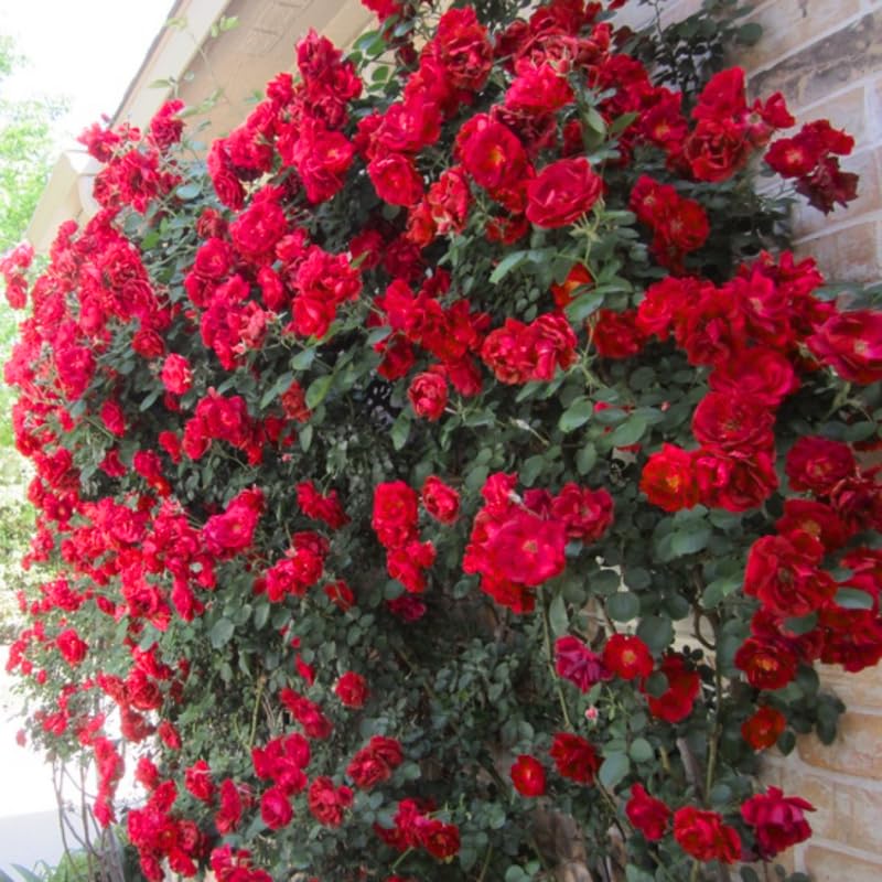 Climbing Rose Bushes Ready to Plant, Well-Rooted, Hardy Roses Tree 5 to 10 Inc Tall, Fragrant, Outdoor Planting (Red)