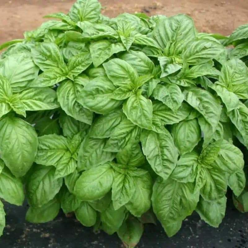 Basil Herb Plant Live, 6 Inch Tall, in 3" Pot, Fresh Culinary Herb for Indoor or Outdoor Growing