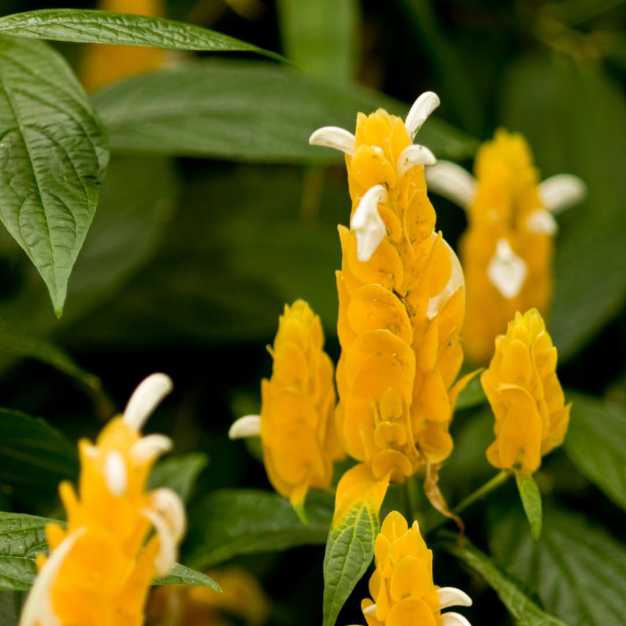 Yellow Shrimp Plants Live, Seedlings Justica Brandegeana Tree Bush, 5-9 Inches Tall
