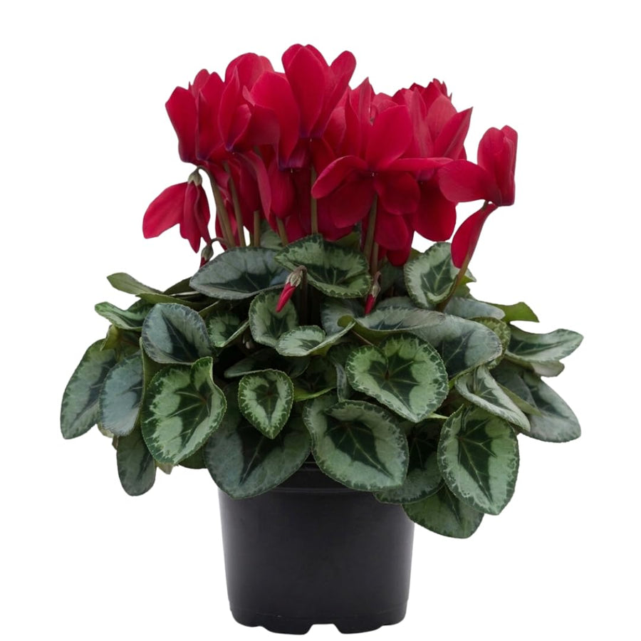 Live Red Cyclamen Plant, Cyclamen Flower Live Plant, Hardy Indoor Flowering Houseplant 5-7 Inches Tall,Ready to Grow