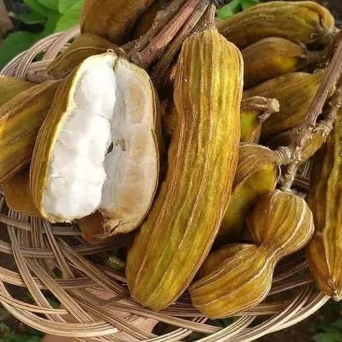 Ice Cream Bean Fruit Tree Live Plant Live for Planting, 8 to 12 Inch Tall Ice Cream Bean Plant Live Pot, a Half Gallon