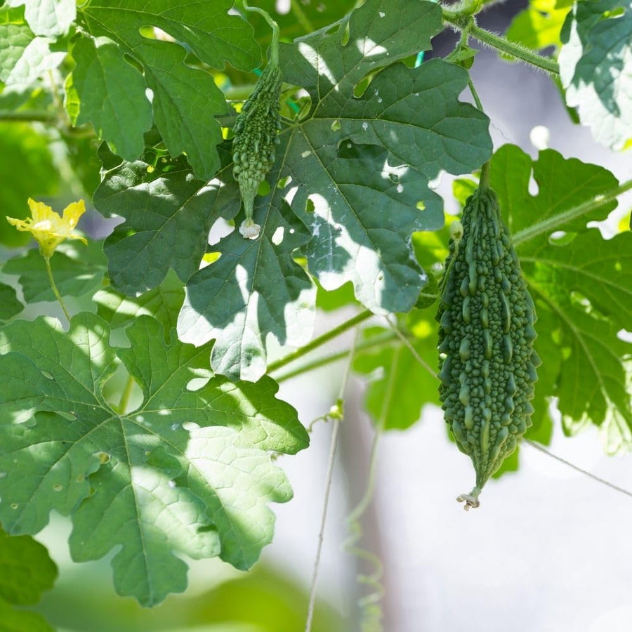 Green Bitter Melon Plant in 4" Pot, 4-8" Tall - Bitter Gourd Vegetable Vine Plant for Outdoor Garden and Container Growing