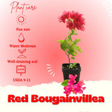 Bougainvillea Plant Live, Bougainvillea Flower Plants, Trailing Flowering Vines, Vibrant Blooms, 4-7 Inches Tall in 4 Inch Pot for Growing (Red)