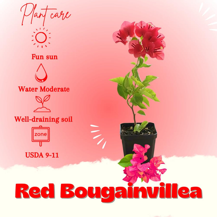 Bougainvillea Plant Live, Bougainvillea Flower Plants, Trailing Flowering Vines, Vibrant Blooms, 4-7 Inches Tall in 4 Inch Pot for Growing (Red)