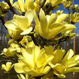 2 Magnolia Trees Live Plants, Fragrant Magnolia Plant Live for Planting Outdoor 6-12 Inch Height, in Pot, Beautiful Magnolia Flowers Tree (Yellow Bird Magnolia)
