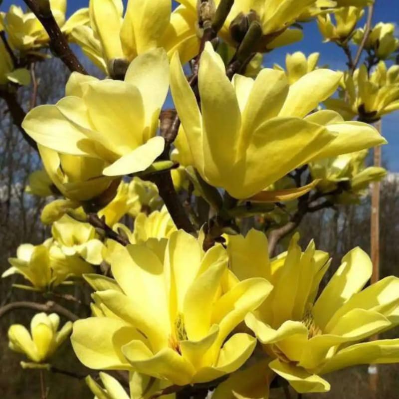 2 Magnolia Trees Live Plants, Fragrant Magnolia Plant Live for Planting Outdoor 6-12 Inch Height, in Pot, Beautiful Magnolia Flowers Tree (Yellow Bird Magnolia)