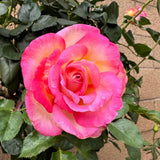 Rose Bush Live Plant - Climbing Rose Plant Live Shrub - Bareroot with Soil 7-10 Inch Tall - Fragrant Rose Flowers Heirloom Rose Shrub (Pink Yellow Rose)