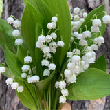 Set of 10 Lily of the Valley Bulbs for Planting, Sweet Fragrant Spring Blooms, Garden Beds, Containers, or Indoor Pots Growing