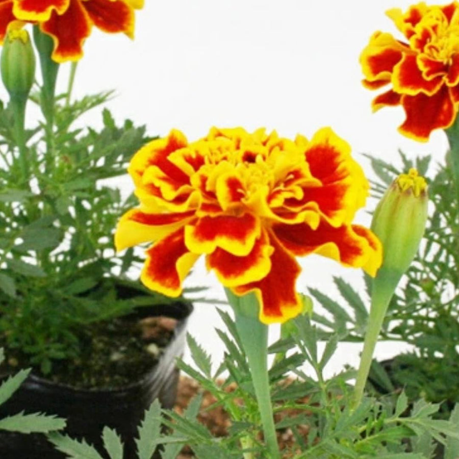 Marigold Live Plants for Outside, 2 Yellow Orange Marigold Plants Live, 4 to 6 Inc Tall Starter Plant Growing