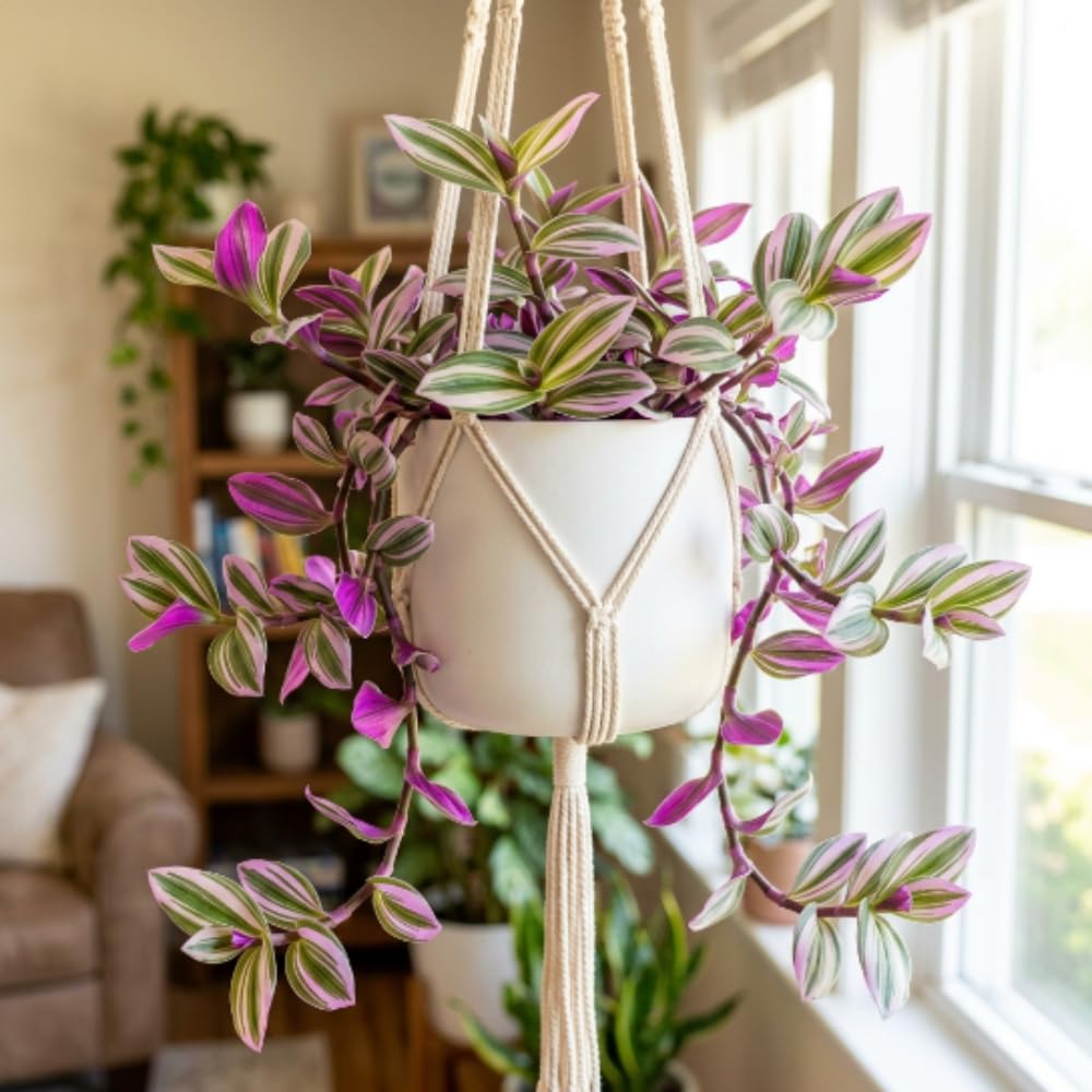 Nanouk Wandering Jew Live Plant, 4-7" Tall in Pot, Wandering Jew Plant Live, Vibrant Pink and Green Leaves, Decorative Foliage Houseplant