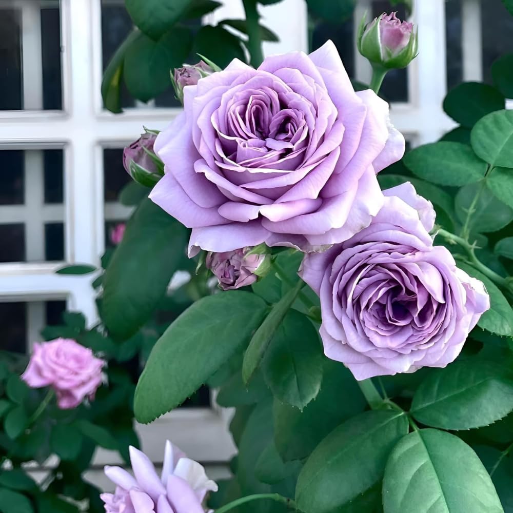 Rose Bush Live Plant - Rose Plant Live Shrub - Bareroot with Soil 5-10 Inch Tall - Fragrant Rose Flowers Heirloom Rose Shrub (Light Purple Rose)