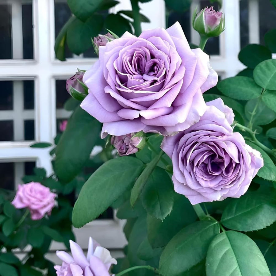 Rose Bush Live Plant - Rose Plant Live Shrub - Bareroot with Soil 5-10 Inch Tall - Fragrant Rose Flowers Heirloom Rose Shrub (Light Purple Rose)