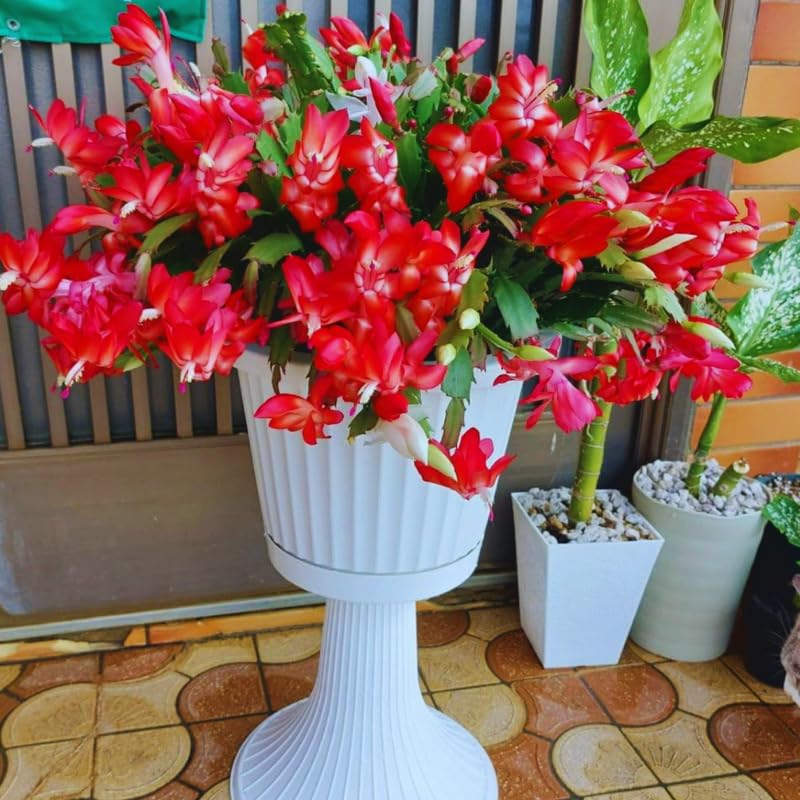 Red Christmas Cactus Plant Live Christmas Cactus, Holiday Cactus Live Plant Pot, Houseplant, 5 to 7 Inc Tall