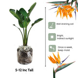 Bird of Paradise Plant - Live Tropical Ornamental Houseplant, Indoor and Outdoor Planting, Zones 9-11 (Yellow)