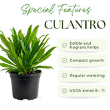 Culantro Plant Live, Culantro Plant for Planting, 4 Inc Tall, Fragrant Culinary Herbs for Container, Indoor Outdoor Garden