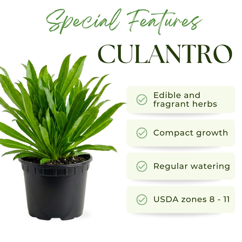 Culantro Plant Live, Culantro Plant for Planting, 4 Inc Tall, Fragrant Culinary Herbs for Container, Indoor Outdoor Garden
