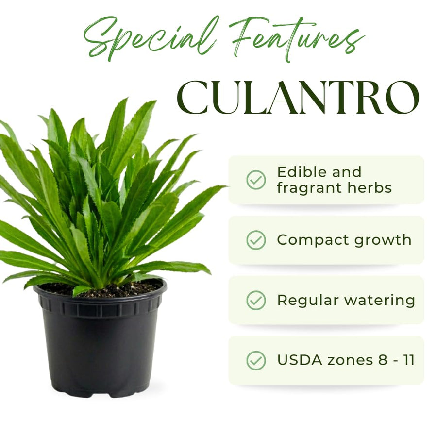 Culantro Plant Live, Culantro Plant for Planting, 4 Inc Tall, Fragrant Culinary Herbs for Container, Indoor Outdoor Garden