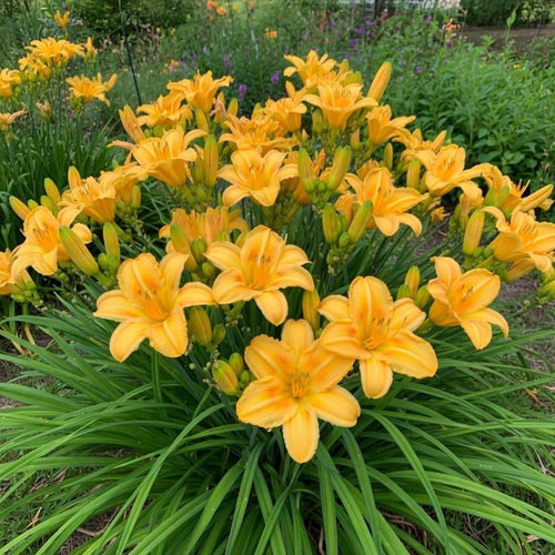 Set 2 Yellow Daylily Live Starter Plant, 4-6" Tall, Daylilies Plant, Hardy Flowering Plant for Yard, Garden and Landscaping, Bareroot