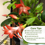 2 Christmas Cactus Plants Live, Holiday Blooming Indoor Plants Live Houseplants, Hanging Baskets Easy Care, Well-Rooted 5-8" Tall, No Pot, Bareroots, Single Stems (Purple Christmas Cactus)