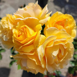 Rose Plant Live Ready to Grow Outdoor Indoor, 7-10 Inch Tall, Heirloom Rose Bush Live Plant for Planting, Repeat Blooming Fragrant Rose (Yellow Rose)