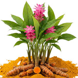 10 Yellow Turmeric Roots for Planting, Curcuma Turmeric Rhizomes, Live Curcuma Roots, Hardy Perennial Herb Plants