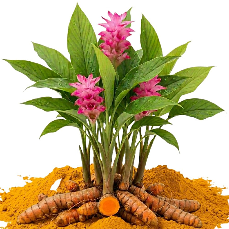 10 Yellow Turmeric Roots for Planting, Curcuma Turmeric Rhizomes, Live Curcuma Roots, Hardy Perennial Herb Plants