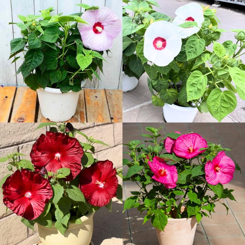Mix Hibiscus Plant Live, Hardy Hibiscus Flowers for Outdoor Landscapes, 5-9 Inch Height, Ornamental Hibiscus Bush Shrub, Well-Rooted, No Pot