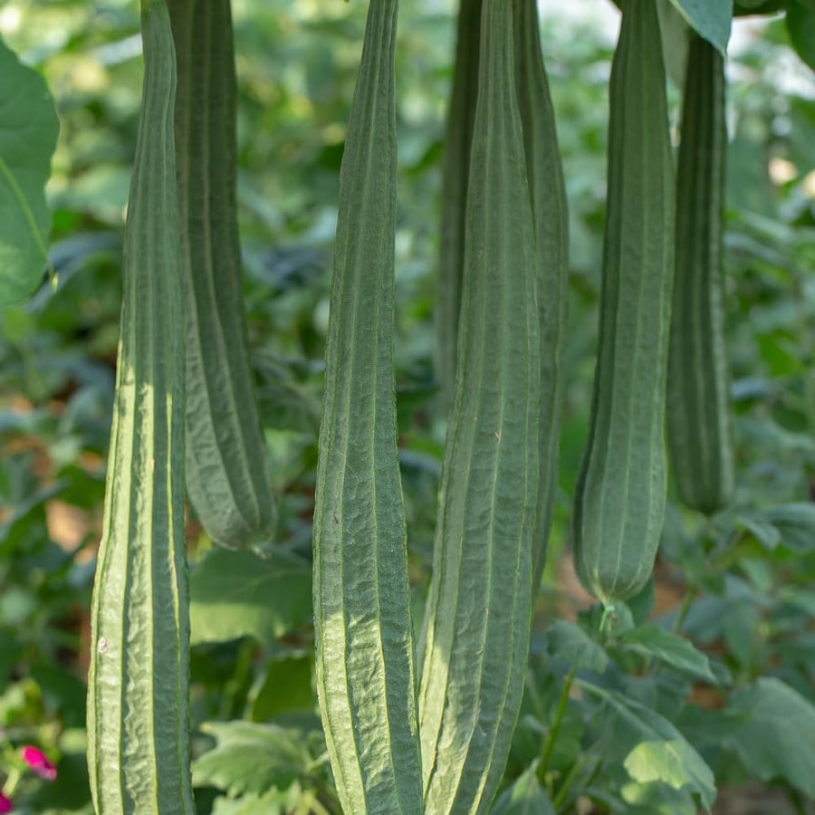 Loofah Live Plant, Luffa Plant, Climbing Vegetalble for Outdoor Garden, 4-6 Inches Tall in 4'' Pot