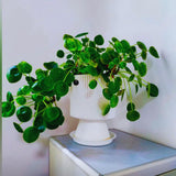 Peperomia Pilea Plants Live, 2 Plants, Live Money Tree Plants, Peperomia Pilea Live Plant, No Pot