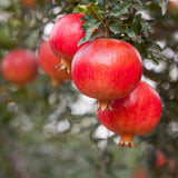 Sweet Pomegranate Tree Live Plant, Wonderful Pomegranate Tree, Zone 8 to 11, Size 10 to 12 Inch Tall, Well Rooted, Easy to Plant