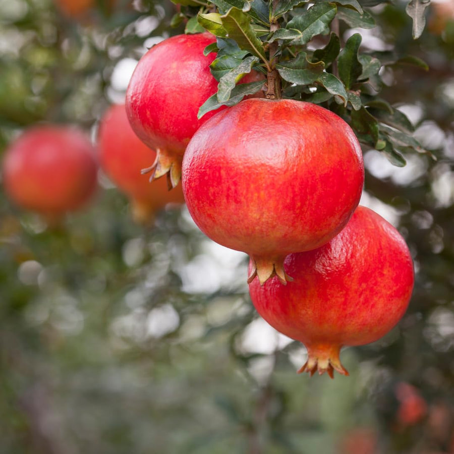 Sweet Pomegranate Tree Live Plant, Wonderful Pomegranate Tree, Zone 8 to 11, Size 10 to 12 Inch Tall, Well Rooted, Easy to Plant