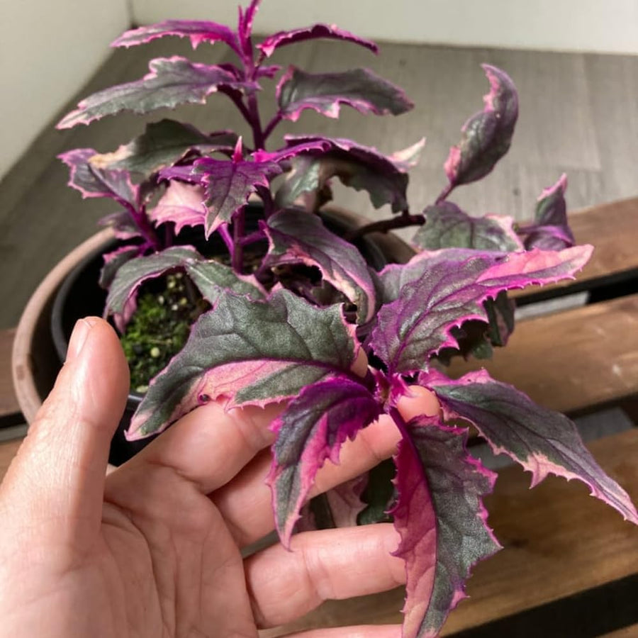 Gynura Aurantiaca Purple Velvet Plant in 4 Inc Pot, Rare Purple Passion Plants, Vibrant Plant, 3-4 Inch Tall