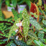 Begonia Live Plant Outdoor, Can Grow As Weeping Begonia, Fast-Growing, Easy-Care Flowering Plant for Gardens Containers, 5-9” Tall, No Pot, Begonia Maculata Plants ((Angel Wing)