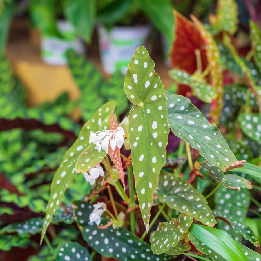 Begonia Live Plant Outdoor, Can Grow As Weeping Begonia, Fast-Growing, Easy-Care Flowering Plant for Gardens Containers, 5-9” Tall, No Pot, Begonia Maculata Plants ((Angel Wing)