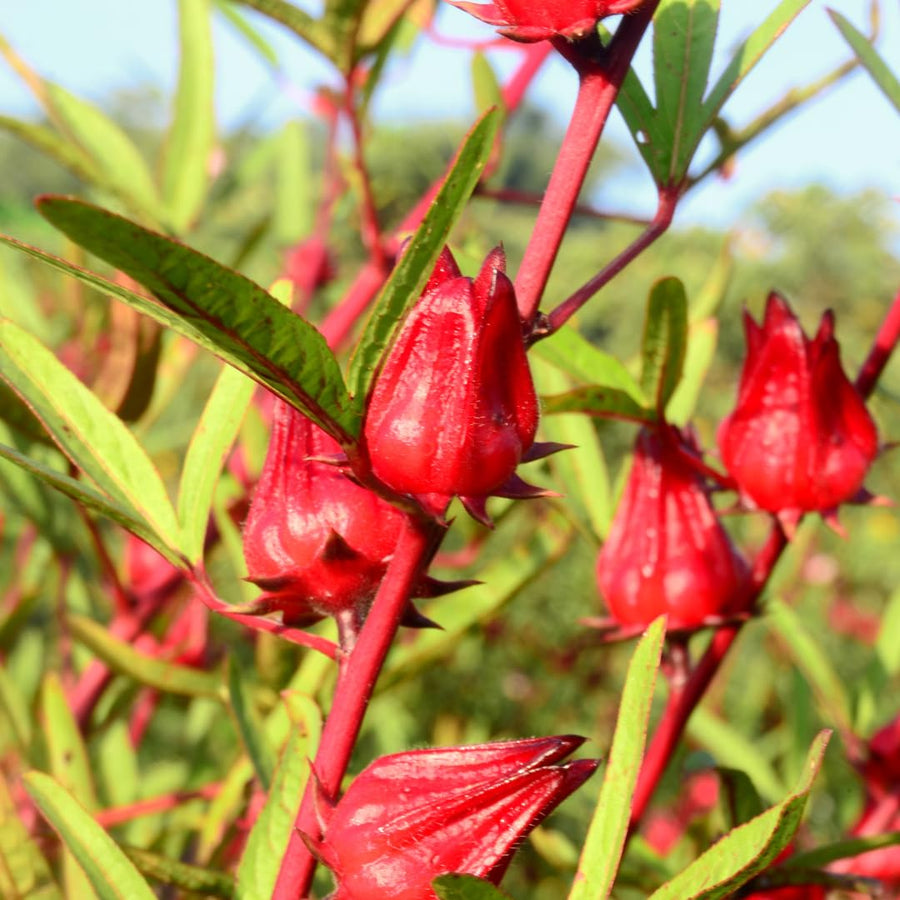 9 Months Old Sabdariffa Red Roselle Hibiscus Live Plant, 8–12" Tall in Half Gallon Pot, Red Sorrel Jamaica Tree, Ready to Grow Spring