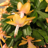 2 Christmas Cactus Plants Live, Holiday Blooming Indoor Plants Live Houseplants, Hanging Baskets Easy Care, Well-Rooted 5-8" Tall, No Pot, Bareroots, Single Stems (Yellow Christmas Cactus)