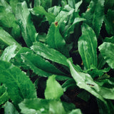 Culantro Herb Plant Live, Tropical Culantro Herb, 4 Inches Tall in 4 Inch Pot, Edible Plant for Home Garden