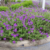 3 Trailing Perennial Purple Verbena Plants, 5-10 Inches Tall Verbena Bushes Shrubs, Well Rooted