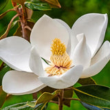 Sweetbay Magnolia Tree Live Plant in 2.5 Inches Pot, Dormant in Winter, 6-12 Inches in Tall, Ornamental Spring Flowering Tree, Outdoor