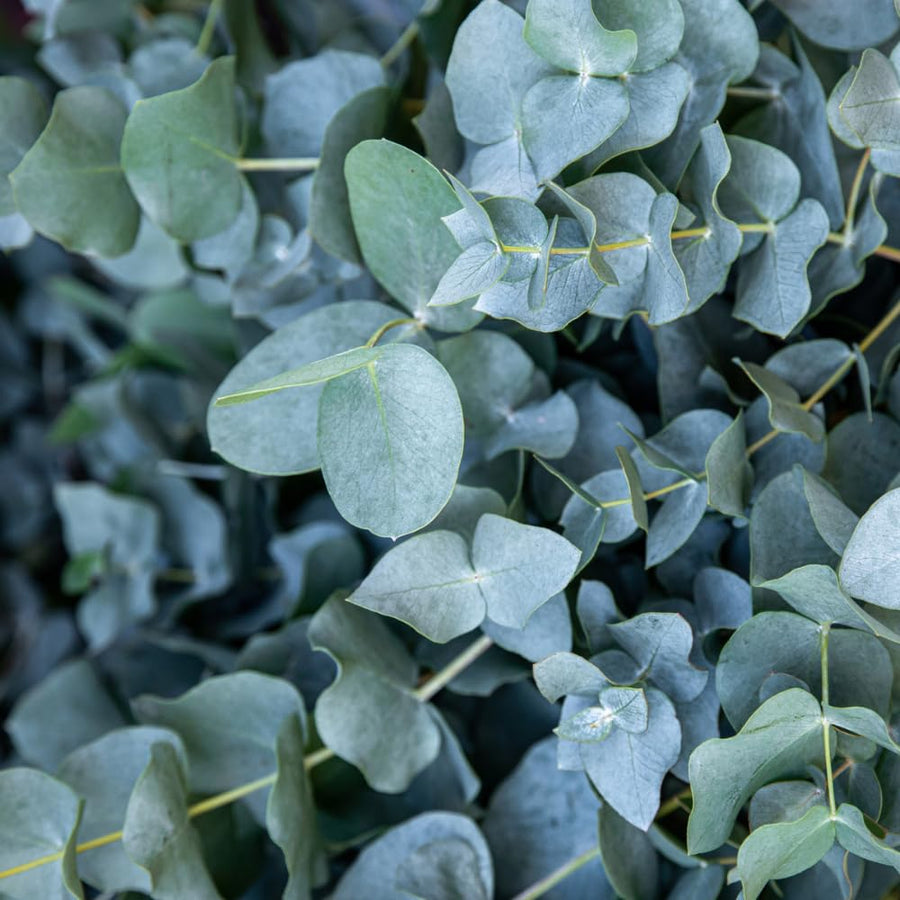 Eucalyptus Plant, Starter Eucalyptus Plant Live in 2.5" Pot, Cold Hardy, Fragrant Foliage, Ready to Grow Indoor Outdoor (Baby Blue)