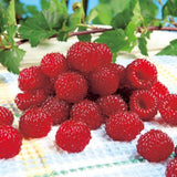 Red Raspberry Plants Live for Planting, Raspberry Bushes Live Plant 5-9" Large Size 9 Months Old Seedling