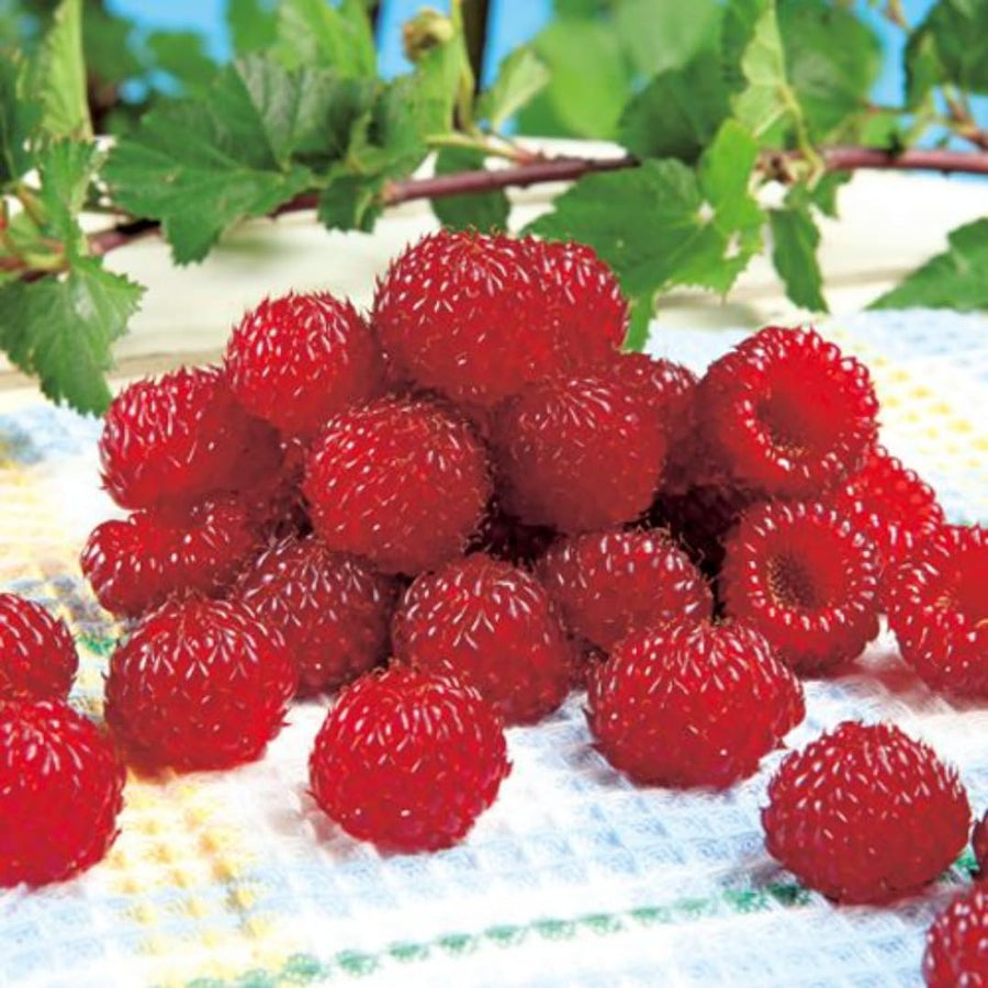 Red Raspberry Plants Live for Planting, Raspberry Bushes Live Plant 5-9" Large Size 9 Months Old Seedling