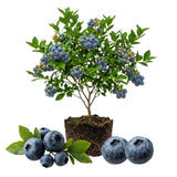 Blueberry Plant Live for Planting, Bluecrop Blueberry Plant, Well Rooted, 6-8 Inc Tall, Berry Shrub for Edible Gardens or Landscapes
