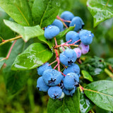 2 Blueberry Plant Live 1 Year Old, Sweet Blueberry Bush Live Plant, Blueberry Tree Live, Blueberries Shrub (Earliblue Blueberry Plants)