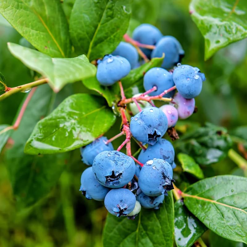 2 Blueberry Plant Live 1 Year Old, Sweet Blueberry Bush Live Plant, Blueberry Tree Live, Blueberries Shrub (Earliblue Blueberry Plants)