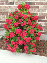 Red Crown of Thorns Plant, Euphorbia Milii Live Plant, 4 Inch Pot, Live Flowering Succulent Houseplant, Indoor or Outdoor Plants